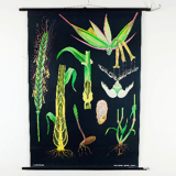 Vintage school chart rye botanical poster by Jung Koch Quentell for Hagemann 1960s