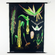 Vintage school chart rye botanical poster by Jung Koch Quentell for Hagemann 1960s