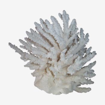 White coral