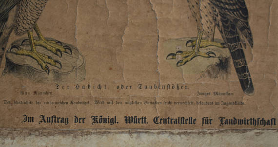 Poster 'birds' Offsetdruck von j. F. Schreiber Professor burst. Jäger / Dr. Ernst Hofman 1899