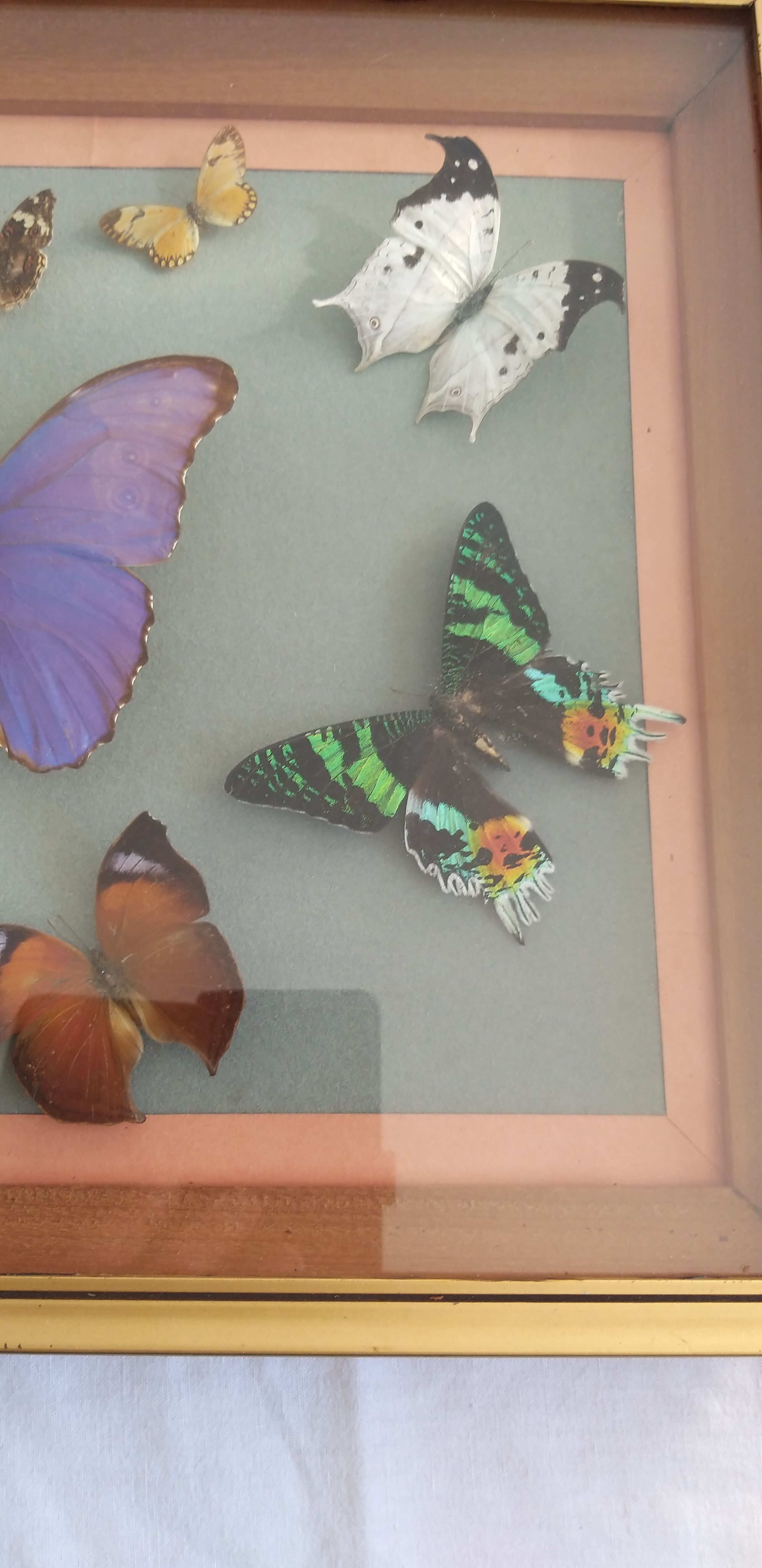 Frame 10 naturalised butterflies