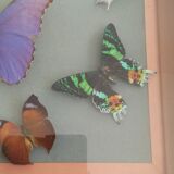 Frame 10 naturalised butterflies