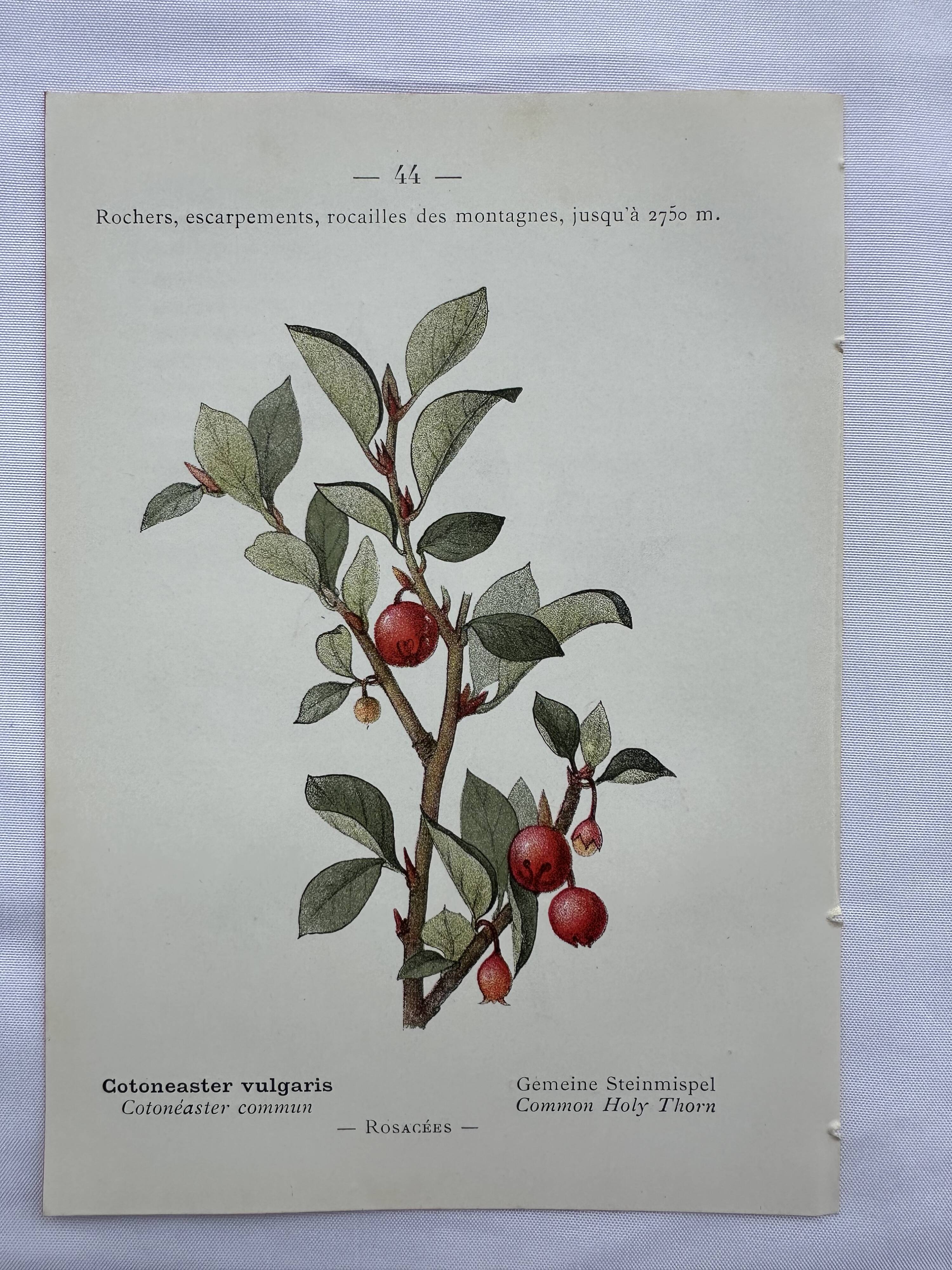 Botanical lithographic print, naturalistic, from the 1800s.