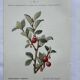 Botanical lithographic print, naturalistic, from the 1800s.