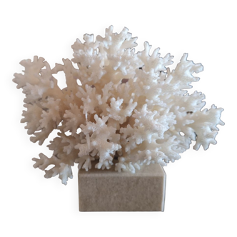 Nid de corail décoratif