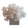 Decorative coral nest