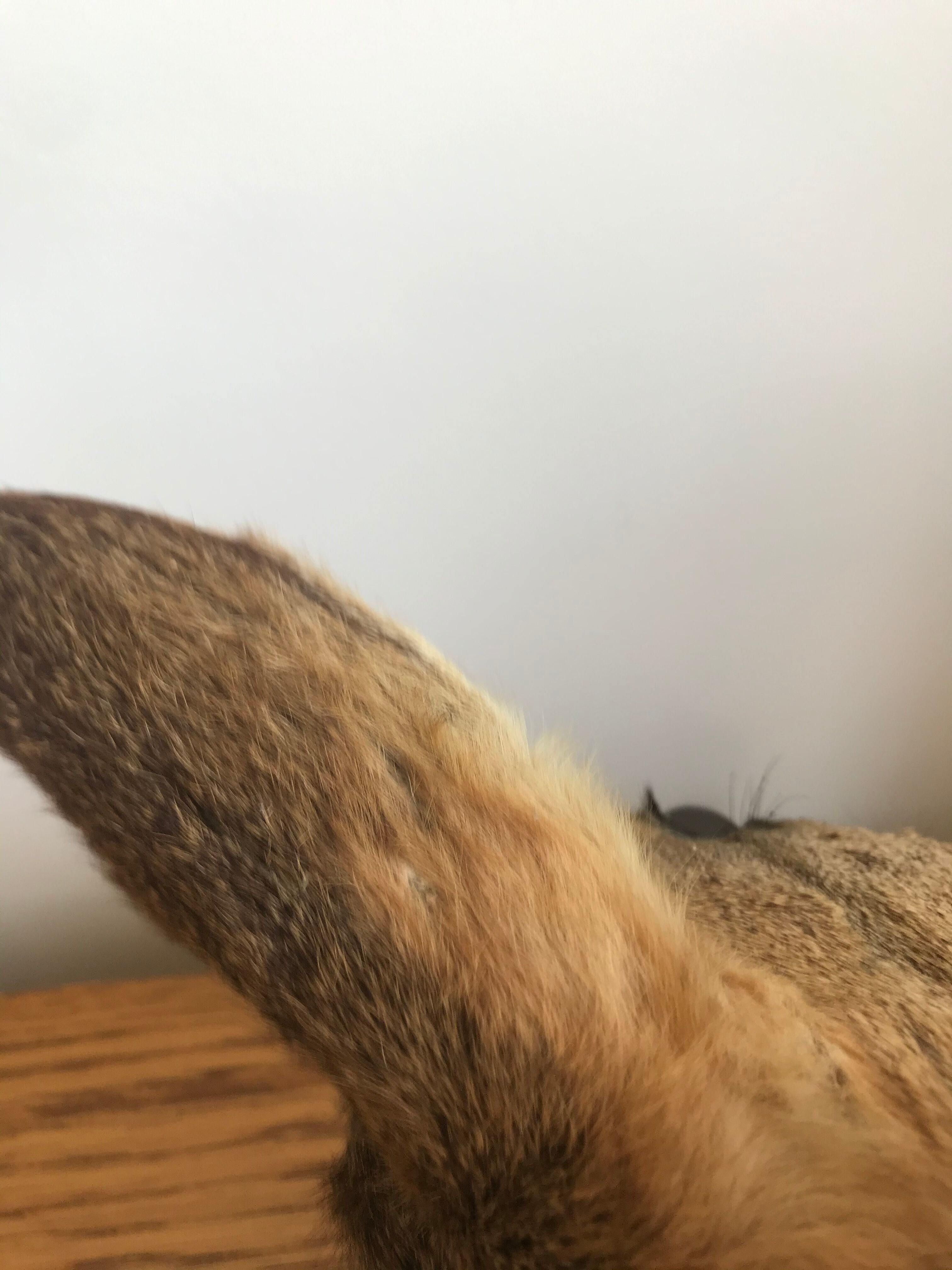 Taxidermy deer head