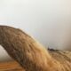 Taxidermy deer head