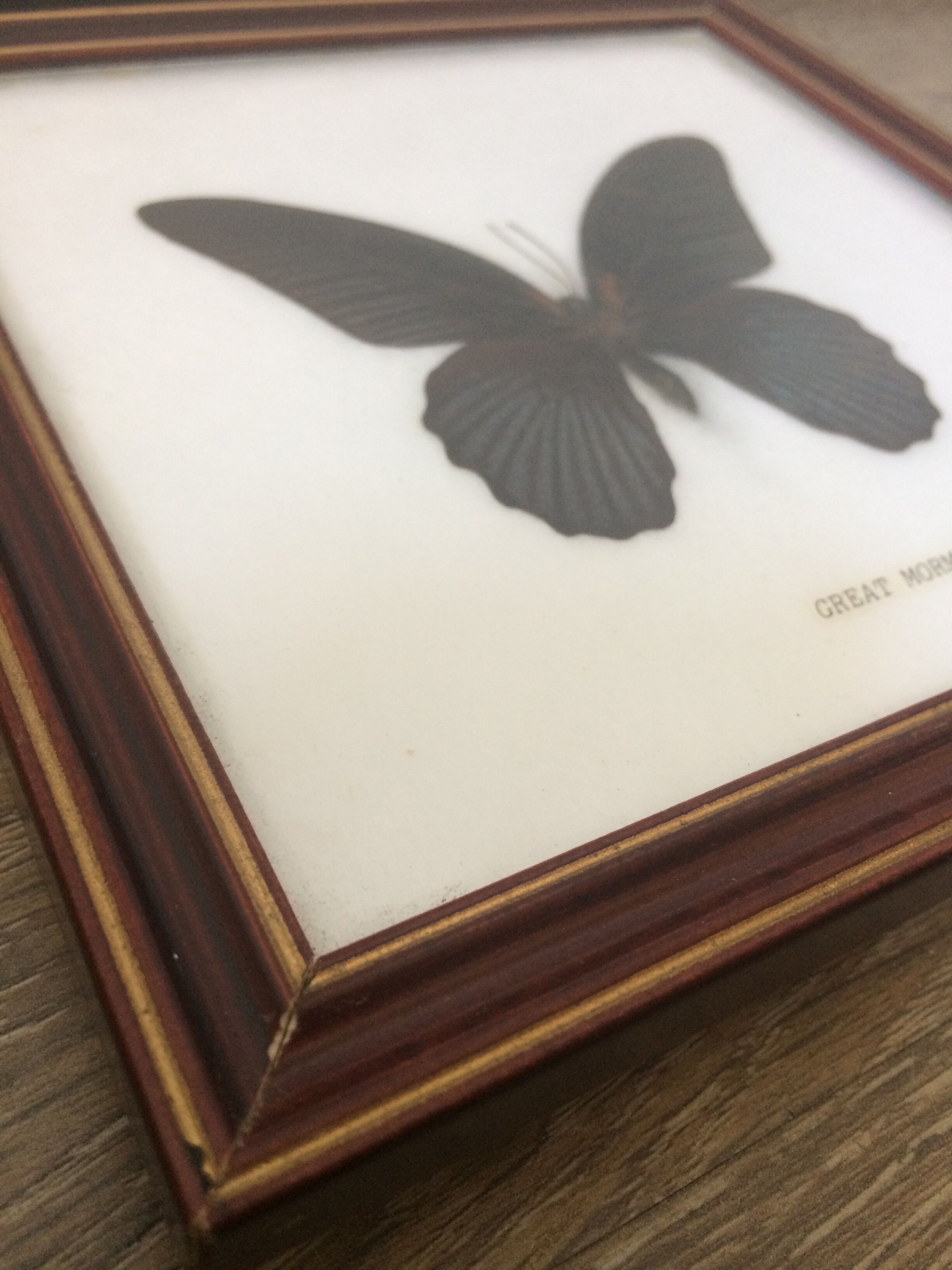 Framed great mormon butterfly