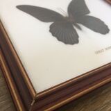 Framed great mormon butterfly