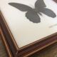 Papillon encadré grand mormon