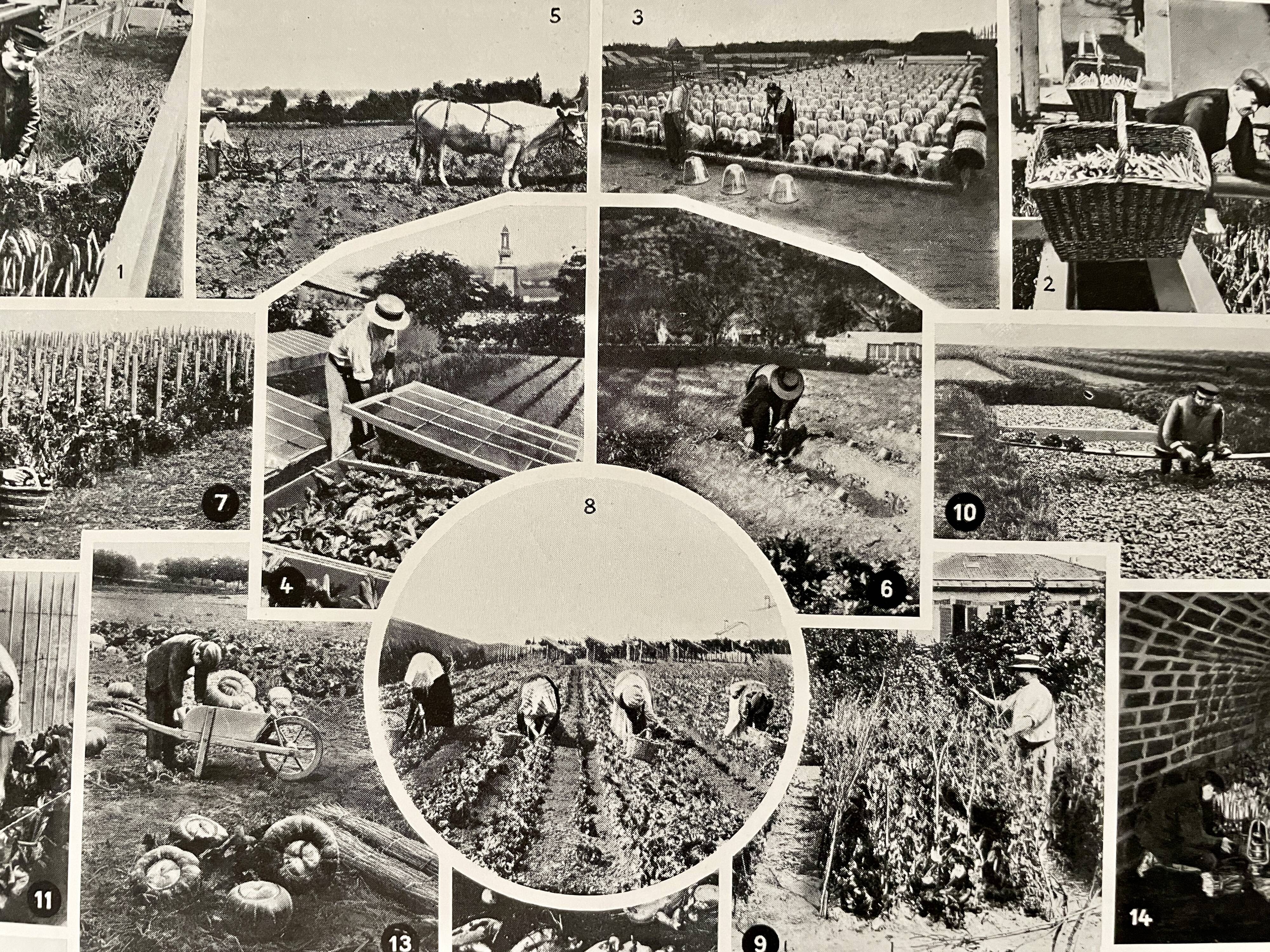 Lithograph on vegetables and vegetable plants - 1930