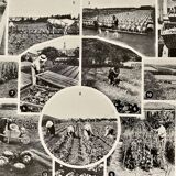 Lithograph on vegetables and vegetable plants - 1930