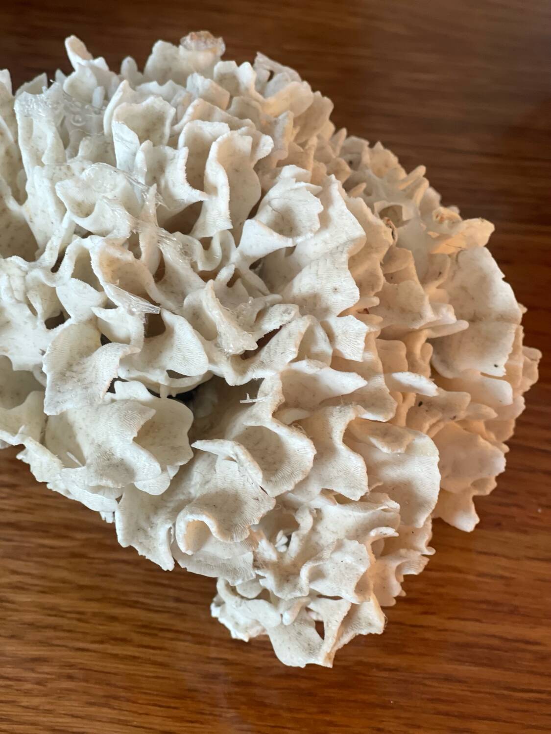 Ancient coral