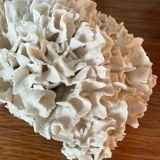 Corail ancien
