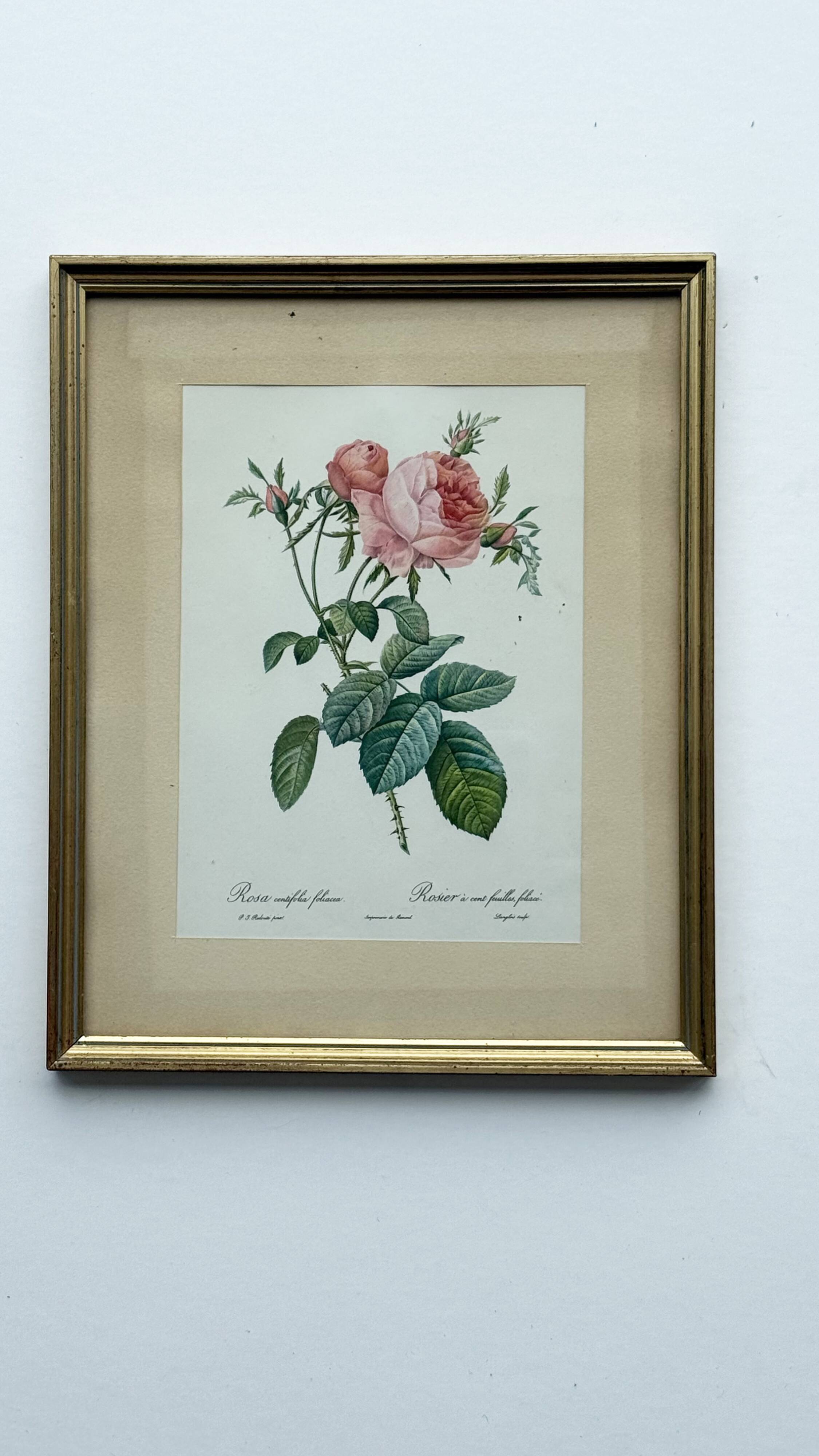 Floral illustration