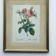 Floral illustration