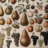 Lithograph engraving on fruits (almond) from 1897