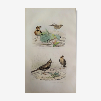 Planche ornithologique "Calandre - Alouette - &c" Buffon 1840