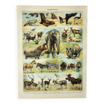 Gravure ancienne 1898, Mammifères 1, animaux, zoologie • Lithographie, Planche originale