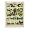 Gravure ancienne 1898, Mammifères 1, animaux, zoologie • Lithographie, Planche originale