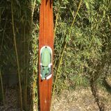 Ski nautique Reflex ancien pour décoration marine