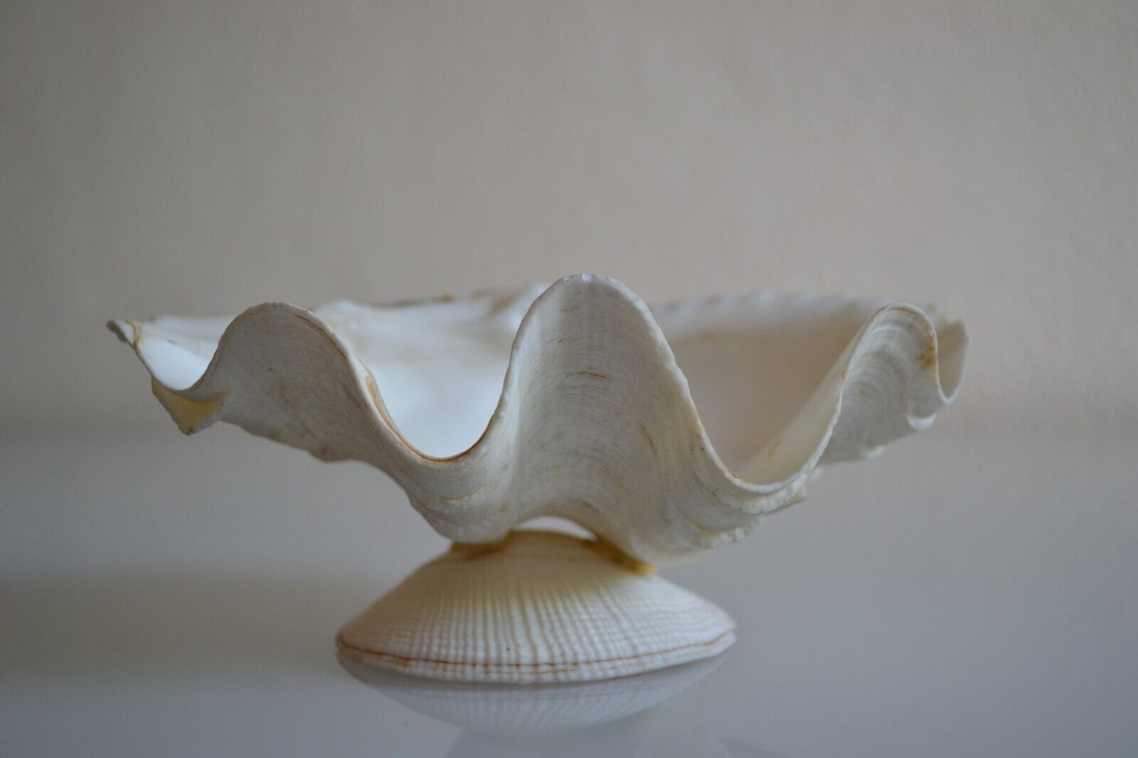 Clam shell in empty pocket