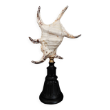 Cabinet of Curiosities shell lambis chiragra on base