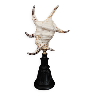 Cabinet of Curiosities shell lambis chiragra on base