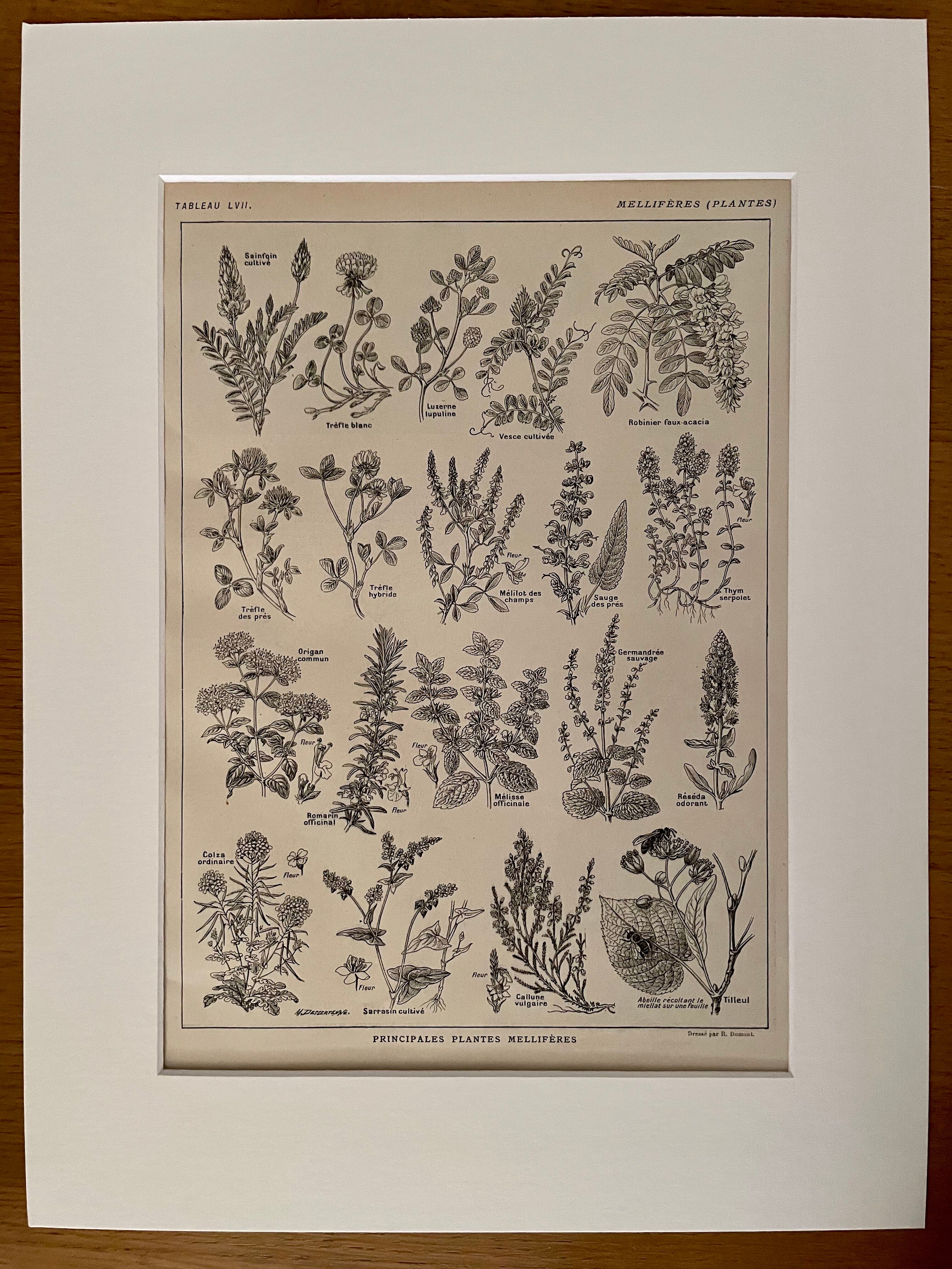 Lithograph on aromatic and melliferous plants of 1921