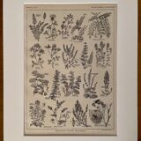 Lithograph on aromatic and melliferous plants of 1921