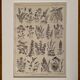 Lithograph on aromatic and melliferous plants of 1921