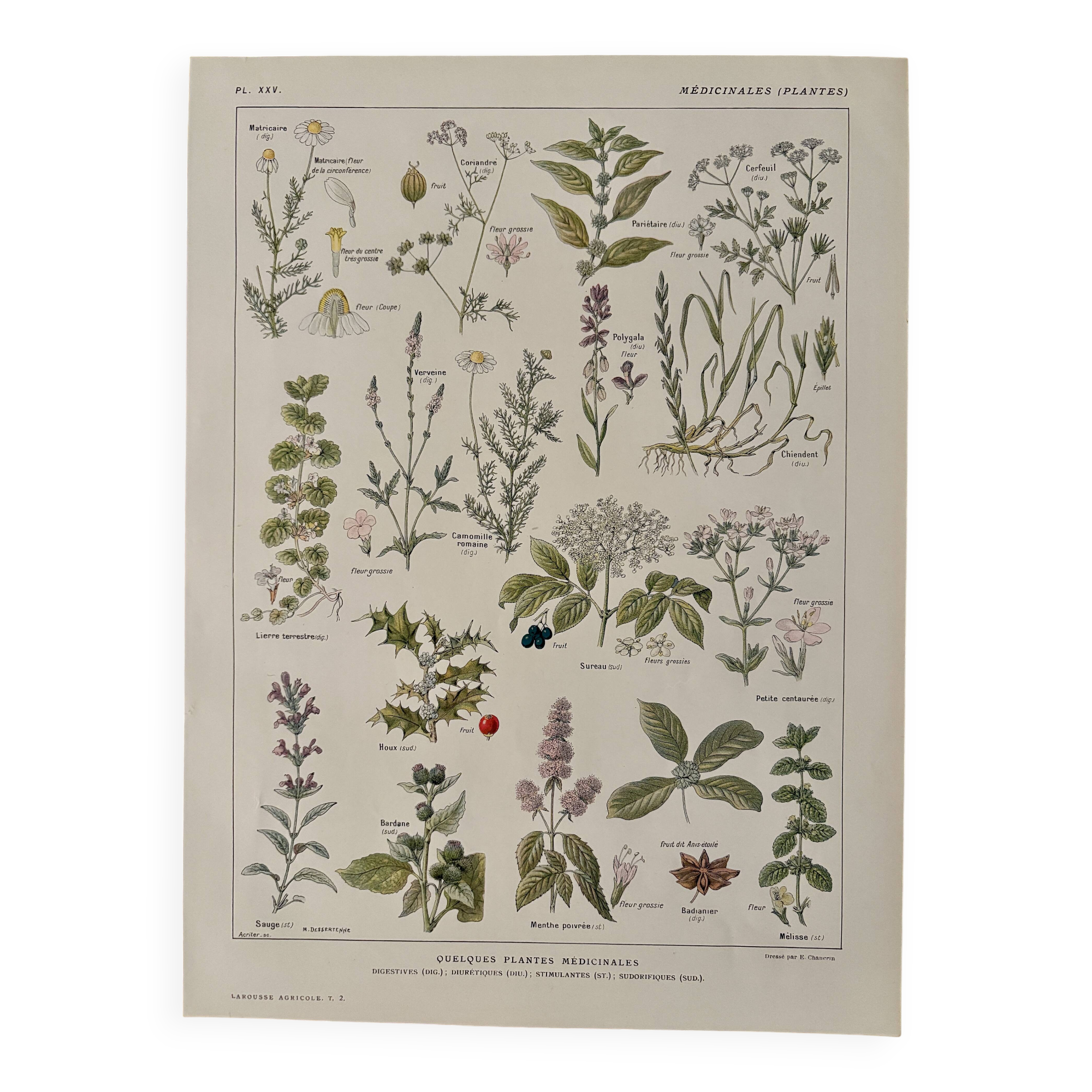 Lithograph of medicinal plants (XXV) - 1920