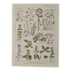 Lithograph of medicinal plants (XXV) - 1920