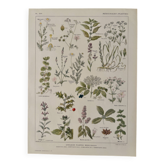 Lithograph of medicinal plants (XXV) - 1920