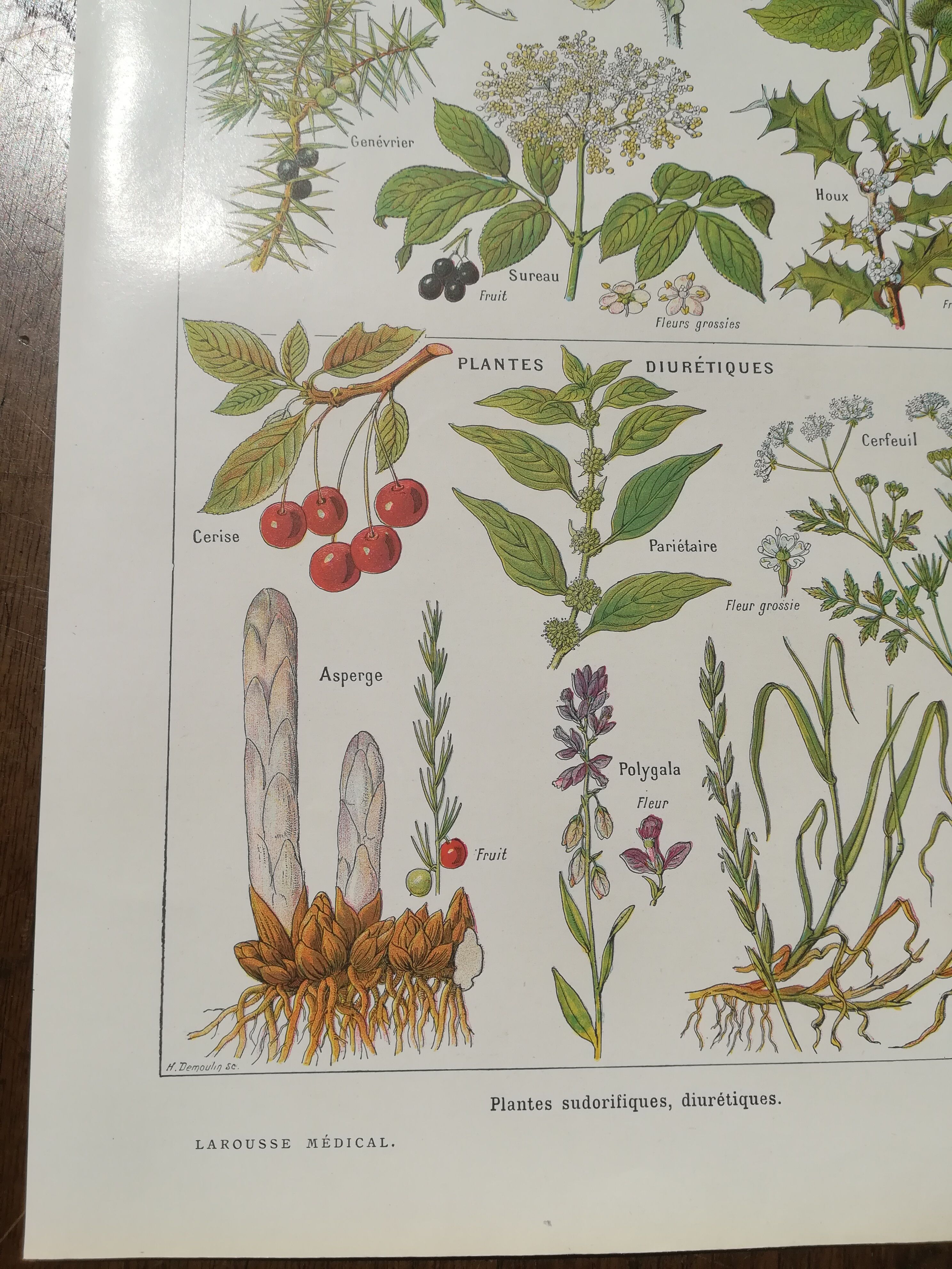 Lithograph on sweat plants from 1920