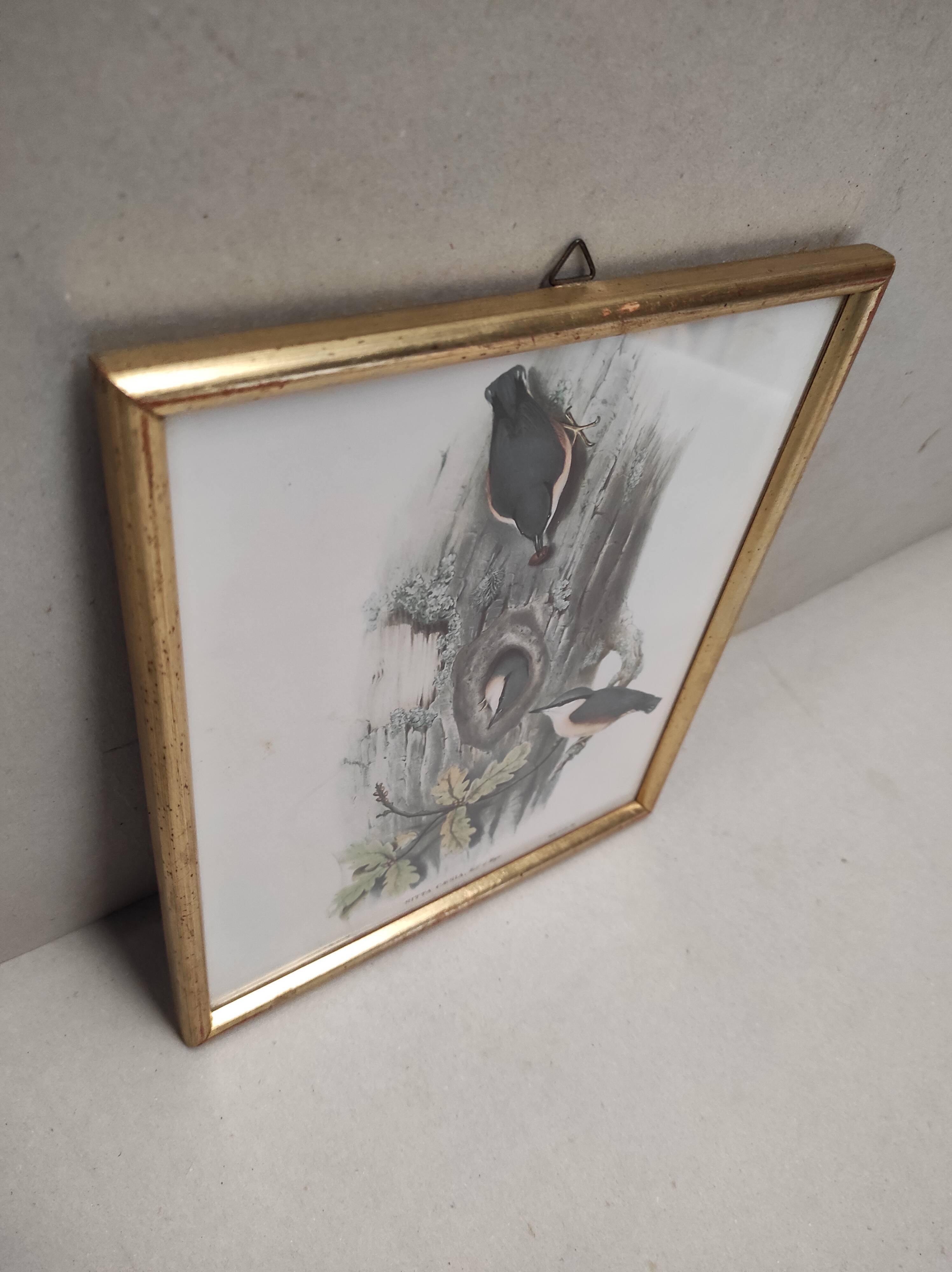 Lithography illustration bird Sitta Caesia vintage engraving golden frame