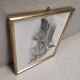 Lithography illustration bird Sitta Caesia vintage engraving golden frame