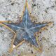 Star amish 60 cm