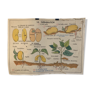 Affiche la plante, la
