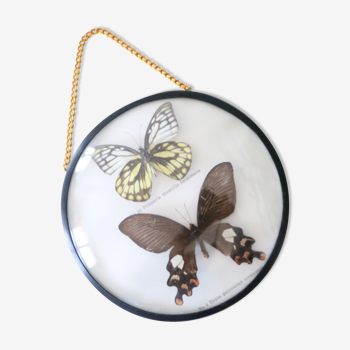 Cadre bombé avec papillons naturalisés, vintage