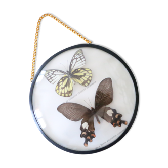 Domed frame with naturalized butterflies, vintage