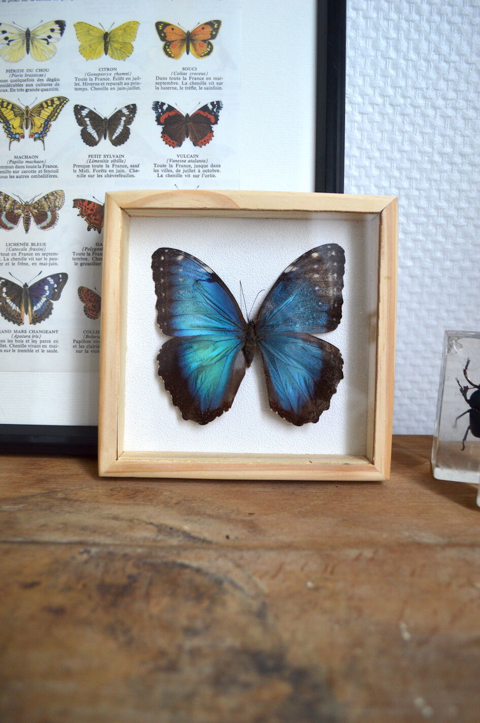 Naturalized Morpho butterfly