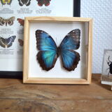 Naturalized Morpho butterfly