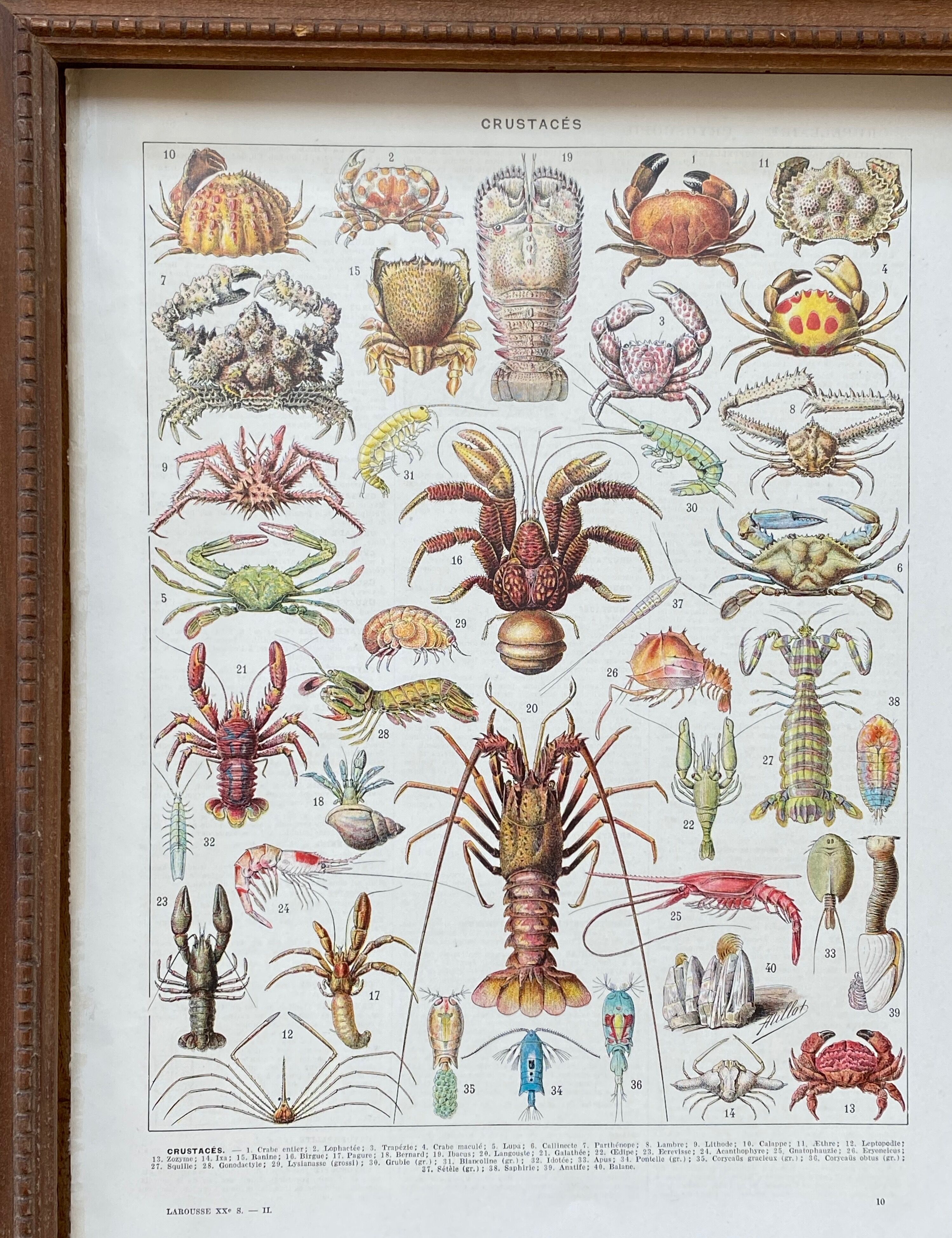 Illustration ancienne Millot "Crustacés"