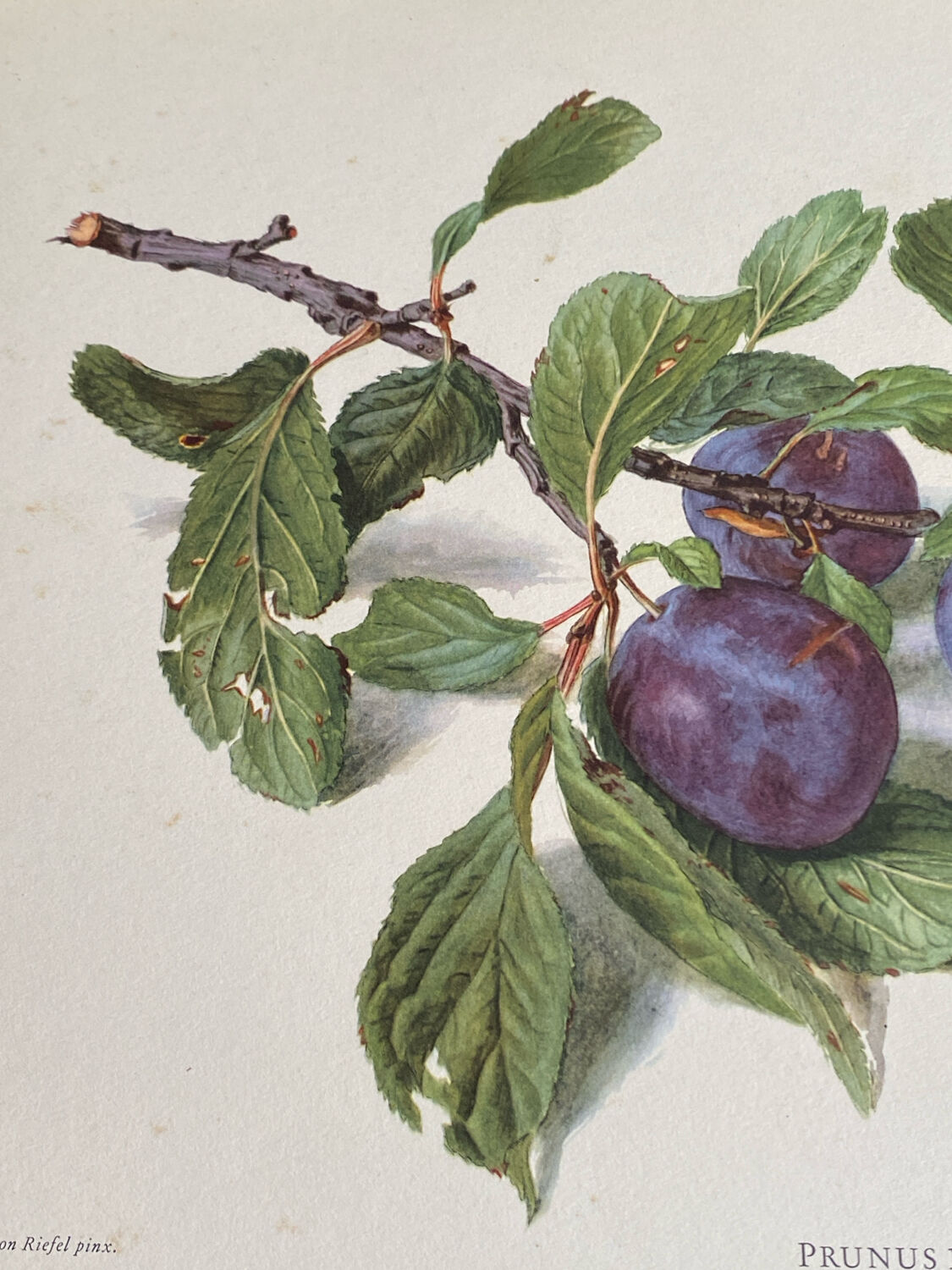 Affiche botanique, Prunus Domestica