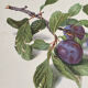 Affiche botanique, Prunus Domestica
