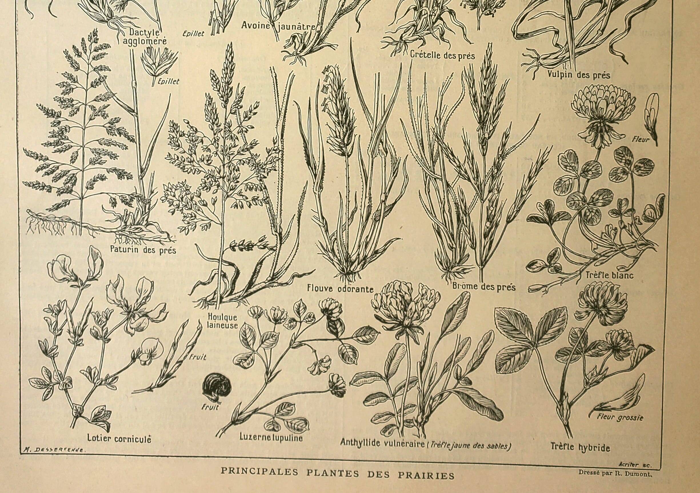 Planche botanique 1921 M. Dessertenne - Flore de Prairie - Gravure vintage