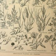 Planche botanique 1921 M. Dessertenne - Flore de Prairie - Gravure vintage