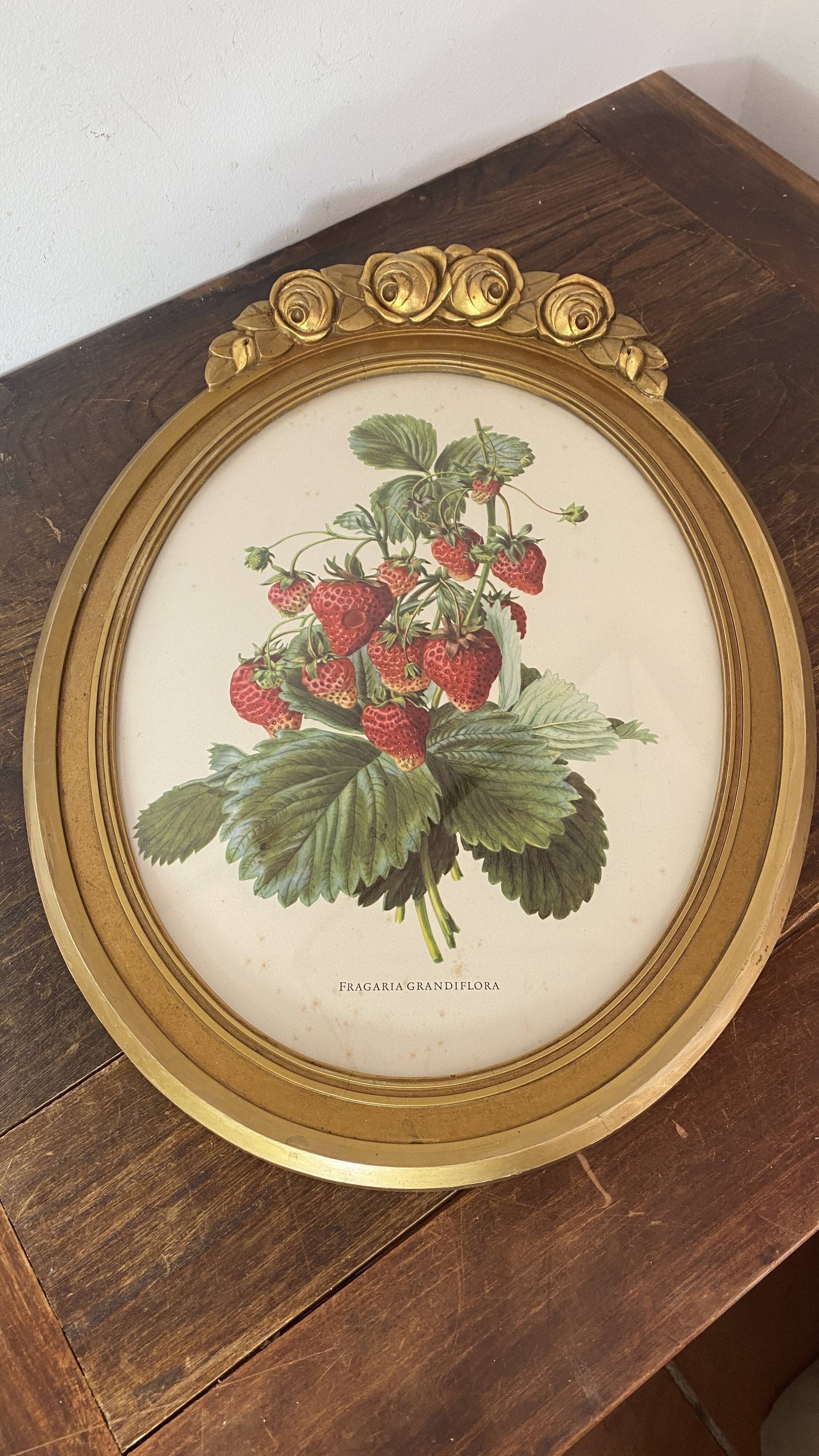Framed botanical print of Fragaria Grandiflora